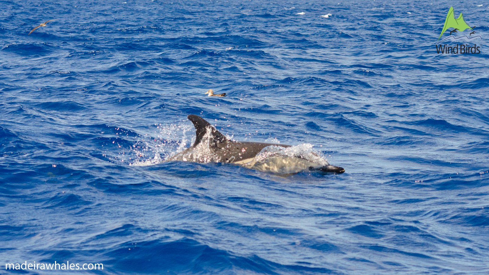 A common dolphin breaks the surface, showing a pale flank below its dark back.