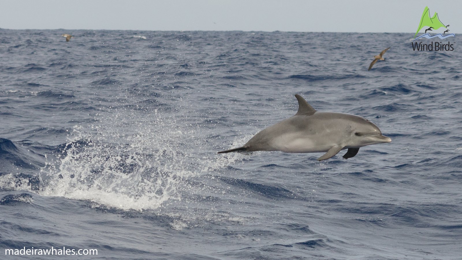 An Atlantic spotted dolphin leaps clear of the waves, with seabirds above the water.